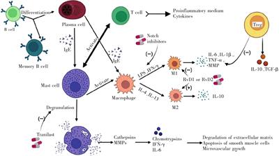 T cells in abdominal aortic aneurysm: immunomodulation and clinical application